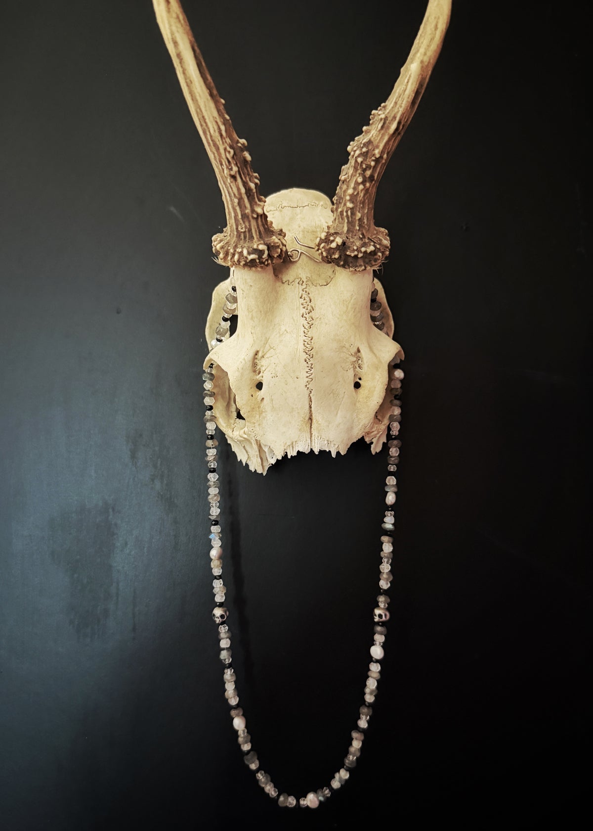 An animal skull with antlers mounted on a dark wall, with a beaded pearl and skull necklace draped over the lower half of the skull.